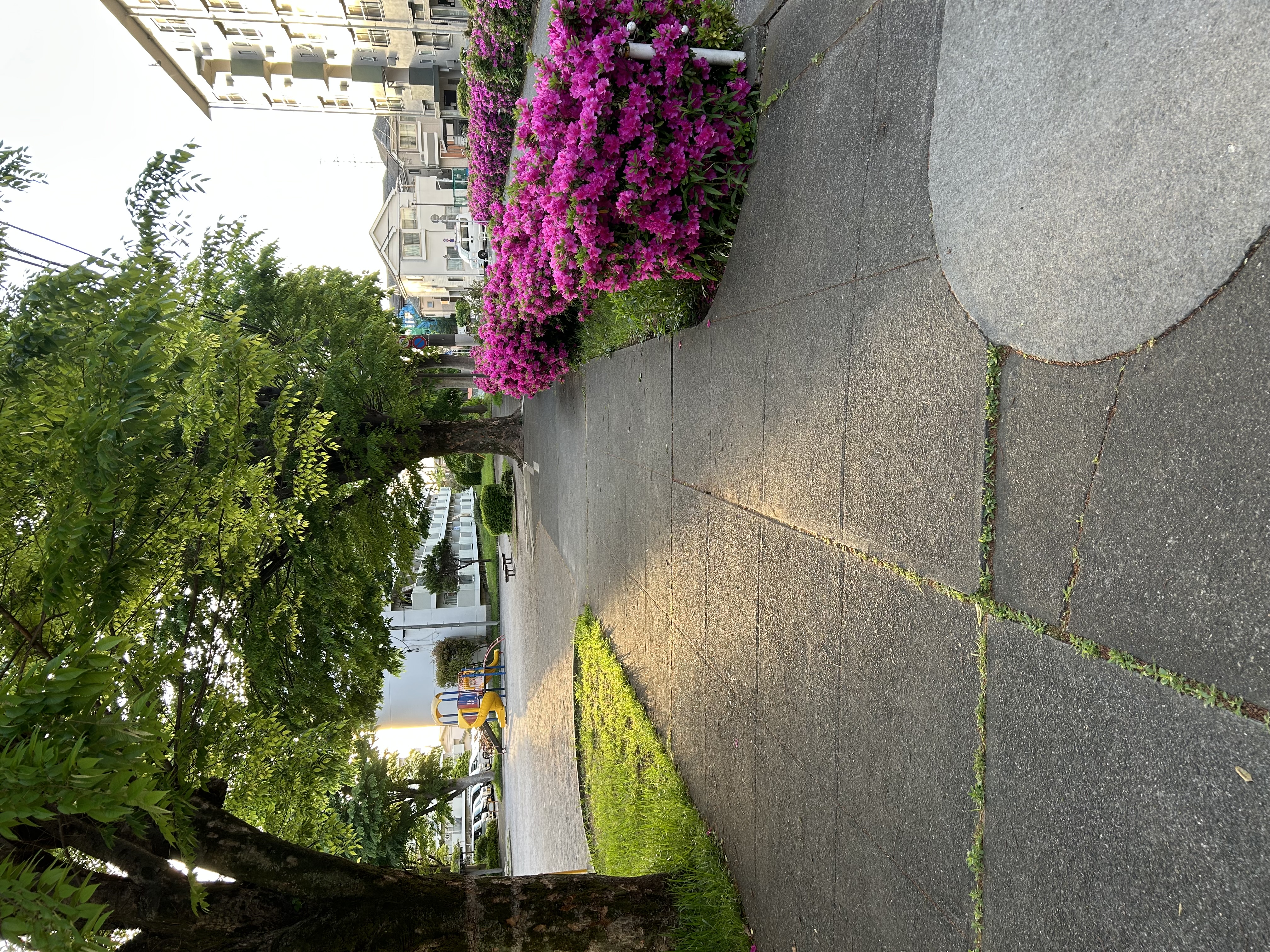 ピンクの花（ブーゲンビリア）の角